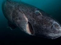 Peşine düşen ölümden 3 saat yüzerek kaçtı