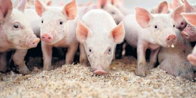 390 kilo kaçak domuz eti ele geçirildi