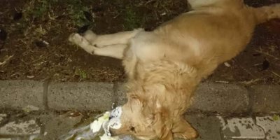 Lefke’de köpek katliamı!!!