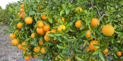 "Yağışlar ilaç gibi geldi"