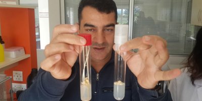 Hastalıklardan arı narenciye fidesi yetiştiriliyor...