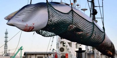 Japonya ticari balina avcılığına yeniden başlıyor