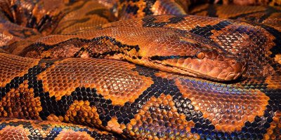 Malezya'da 100 kilogramlık piton bulundu