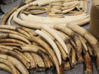 Dünyada geçen yıl rekor miktarda fil dişi ele geçirildi