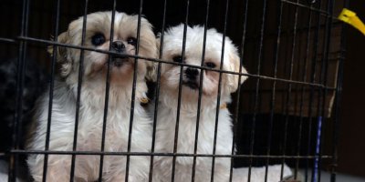 ABD'nin California eyaletinde Pet Shop’lar sadece ‘kurtarılmış’ hayvanları satabilecek