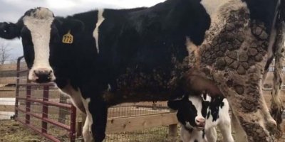 Mezbahaya götürülürken kamyondan atlayan hamile inek, doğurdu