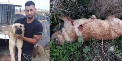 Bunu yapan insan avcı olamaz!