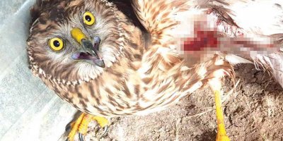 Yaralı Şahin emin ellerde