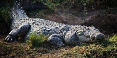 Avustralya'da timsahın midesinden ortopedik plaka çıktı