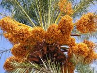 Lefke Hurma Festivali 5 Kasım’da