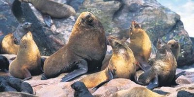 Deniz aslanları soğuktan karaya çıktı