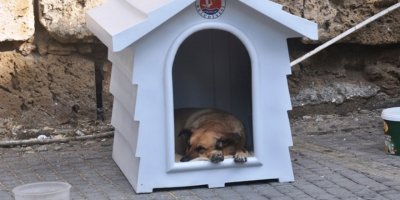 Girne belediyesi sokak hayvanlarına karşı daha duyarlı olunmasını istedi