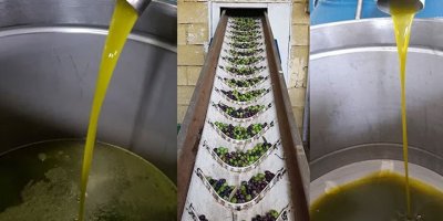 Zeytinyağında kavga büyüyor!