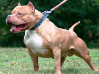 Avustralya’da Pitbull cinsi köpek, sahibini öldürdü
