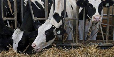 Devlet üretme çiftlikleri dairesi’nden kasaplık hayvan satışı