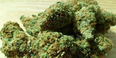 10 kilo hintkenevirli paket