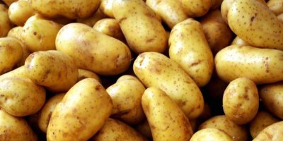 TÜK patates alım fiyatını 30 TL olarak belirledi