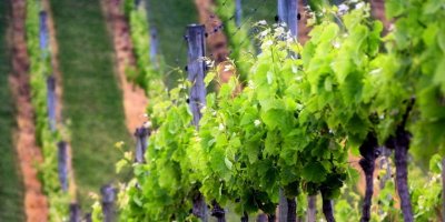 Tarım dairesi çarşamba günü Ziyamet’te eğitim çalışması düzenliyor