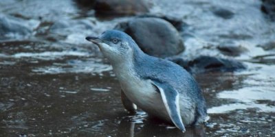 Yeni Zelanda’da koruma altındaki mavi penguenler çalındı