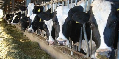 Kasaplık hayvan satışı