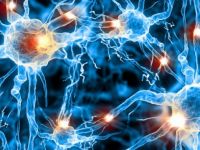 Canlı beyin hücresi modeli oluşturdu