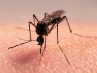 Burkina Faso'da Deng Humması nedeniyle 13 Kişi yaşamını yitirdi