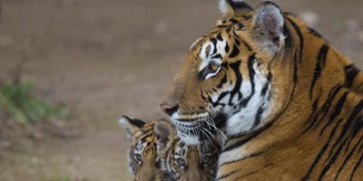 Pakistan'daki hayvanat bahçesi fazla aslan ve kaplanları satacak