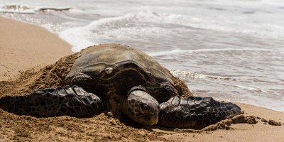 3 ölü caretta sahile vurdu