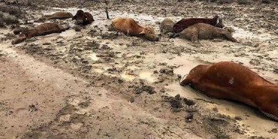Avustralya'daki selde 300 bin sığır telef oldu
