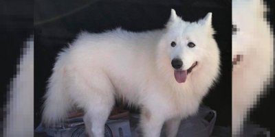 Bakan Çeler’in köpeği kayboldu