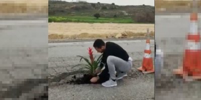 Asfalttaki çukura çiçek ekti!
