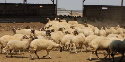 Ucuz et askıda kaldı