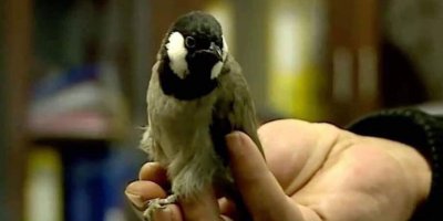 'Kaçak bülbül’ sınır dışı edildi