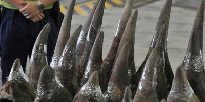 Hong Kong’da 40 kilogram gergedan boynuzu ele geçirildi