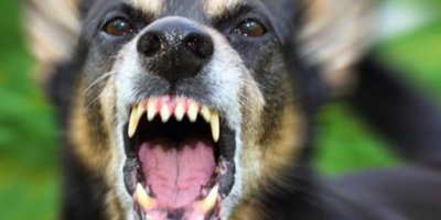 Endonezya'da kuduzdan 12 kişi öldü