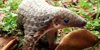 Çin'de 130 Pangolin yetersiz bakımdan öldü