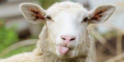 2019 Kurban Bayramı ne zaman başlıyor?