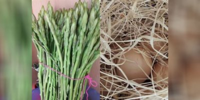 Yeniboğaziçi belediyesi ve slow food salamis, bu Pazar ayrelli günü düzenliyor