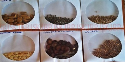 Yeniboğaziçi ve Geçitkale’de yarın tohum takas şenlikleri düzenleniyor