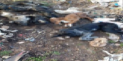 Kedi ve köpekleri yakanlar yakalandı