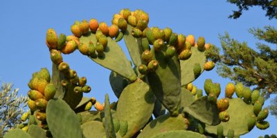 Babutsa zararlılar arasında yer alıyor