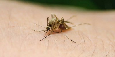 Sri Lanka'da 8 bin 904 kişide deng humması görüldü