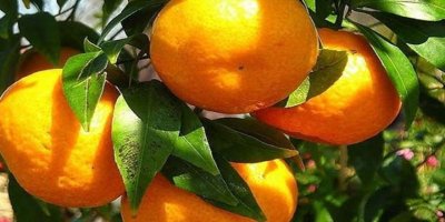 Rusya, Türkiye’den mandalina alımlarını askıya alacak