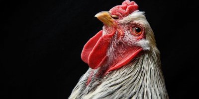 Örgütlü bir tavuğu hiçbir tilki yiyemez