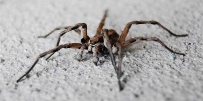 “Kıbrıs’ta dünya için iki yeni örümcek türü keşfedildi”