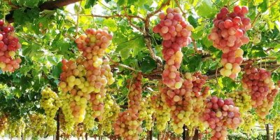 Kıbrıs’ın yerli çeşitleri belirleniyor