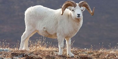 2019 Kurban Bayramı ne zaman? Kurban Bayramı 9 gün oldu mu?