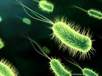 Bilim adamları bakterilerin de dokunma duyusu olduğunu ortaya çıkardı