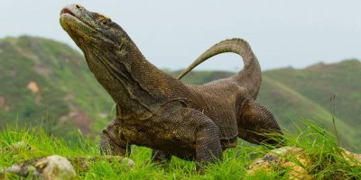 41 Komodo ejderi yakalandı