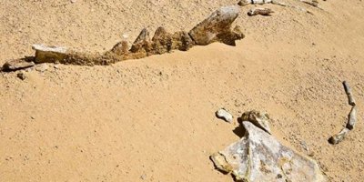 Mısır çöllerindeki 40 milyon yıllık balina fosilleri